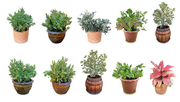 Collection ornamental trees and shrubs (ficus, fig) with colorful foliage. in clay pots for home and garden decoration.
Total of 10 trees. (png)
Isolated on white background.
collage with herbs.
