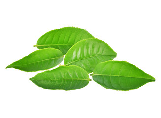 green tea leaf isolated on transparent png