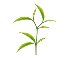 Green tea leaf isolated on transparent png