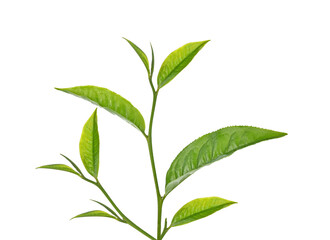 Green tea leaf isolated on transparent png