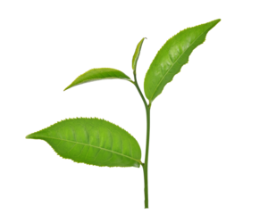 green tea leaf isolated on transparent png