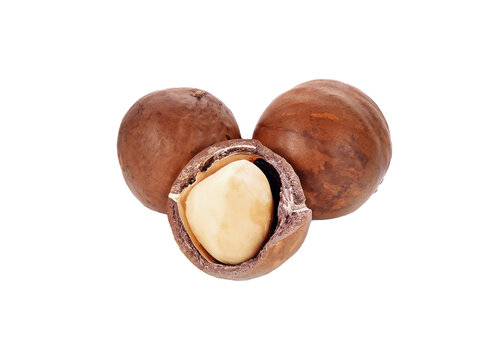 macadamia nuts isolated on transparent png