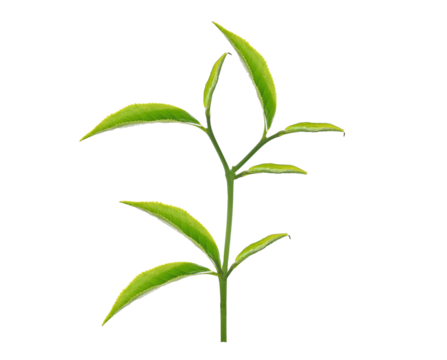 Green tea leaf isolated on transparent png