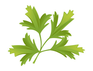 Green parsley healthy herb vector illustration isolated on white background