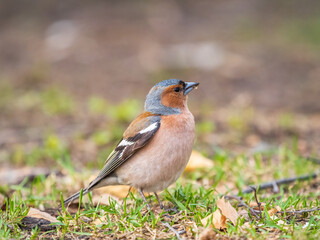 Common chaffinch, Fringilla coelebs, sits on a green lawn in spring. Common chaffinch in wildlife.