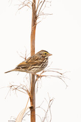 A cute, small, brown bird that appears to be a swamp sparrow (Melospiza georgiana) sitting on a dry plant in a Florida wetland