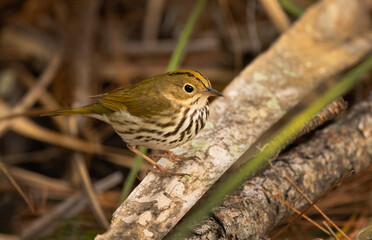 Ovenbird (Seiurus aurocapilla), a cute speckled brown bird, on the forest floor in Lakewood Ranch, Florida