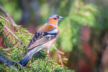 Common chaffinch, Fringilla coelebs, sits on a branch in spring on green background. Common chaffinch in wildlife.