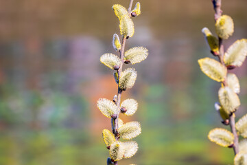 Nature awakes in spring. Blooming willow twigs and furry willow-catkins, so called seals or cats. Holly willow, Salix caprea, is a national symbol of Ukraine.
