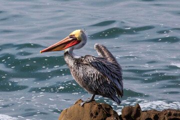 Brown Pelican fluffing feathers while perched on rock in Abalone Cove in Cambria California United States