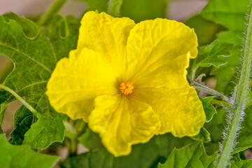 blooming Bitter melon (also known as Momordica charantia or bitter gourd plant.