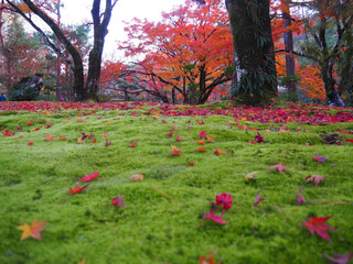 京都　嵐山　宝厳院（ほうごんいん）の紅葉