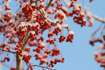 snow on red berries on a branch