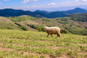 Fototapeta premium Sheep walking on a hill natural outdoor Thailand farm background