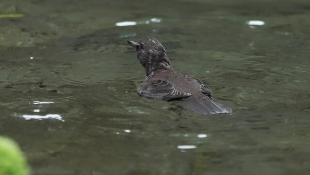 Brown dipper (Cinclus pallasii) swimming while raining and diving into stream creating beautiful ripples