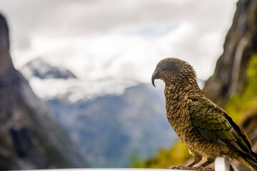 Kea sitting on top of car with snow mountain background
