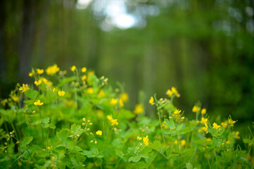yellow celandine flowers in forest, blurred background. Medicinal plants and herbs in natural nature. Eco-style background