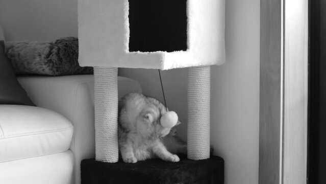 a young cat is playing with a claw post. Timelapse black and white. British cat