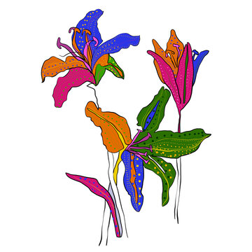 Beautiful lily folwer handraw lineart colorful