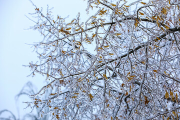 Tree branches covered with ice on sky background