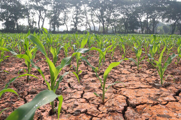 Fototapeta na wymiar maize farm on field for harvest