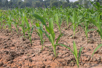 maize farm on field for harvest