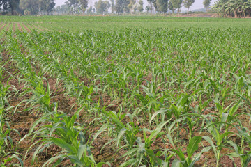 maize farm on field for harvest