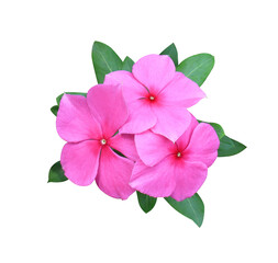 Madagascar periwinkle, Vinca,Old maid, Cayenne jasmine, Rose periwinkle flowers. Close up pink flower bouquet on green leaf isolated on white background.