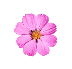 Mexican Diasy or Cosmos flower. Close up small pink flower isolated on white background. 