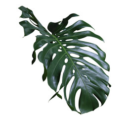 Monstera or Swiss Cheese Plant leaf. Close up beautiful green leaf of monsterra tree isolated on...