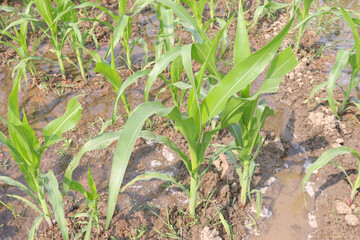 maize farm on field for harvest