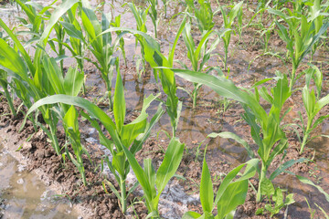 maize farm on field for harvest