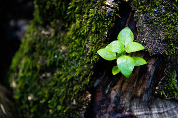 Young tree growing on side the trunk