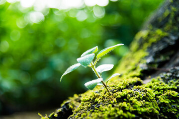 Young tree growing on side the trunk