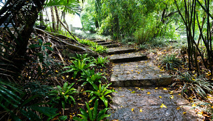 Staircase going up in the forest
