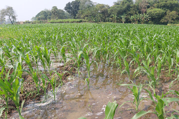 maize farm on field for harvest
