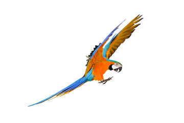 Colorful flying parrot isolated on transparent background.