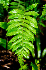 Detail of green leaves fern