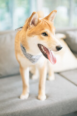Shiba dog wearing Japanese pattern scarf sitting on sofa