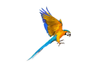 Colorful flying parrot isolated on transparent background.