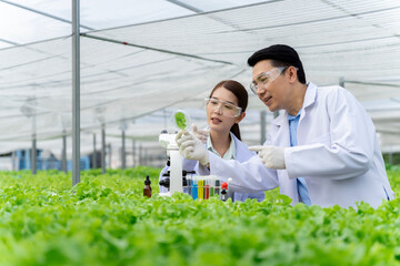 Asian scientists are testing the growth of vegetables in a hydroponic growing system.