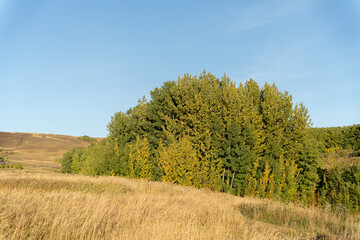 Obraz premium Trees in a field landscape in fall
