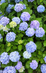 青・水色・紫のアジサイの群れ