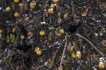 Amseln sitzen im Winter in einem Apfelbaum und fressen Äpfel