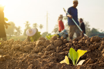 Thai farmers planting the young of green leave tobacco seedlings in the field at Thailand, tobacco...