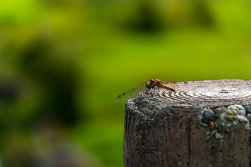 	公園の切り株に止まるとんぼ