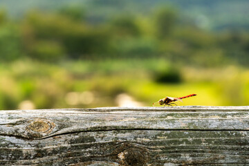 木に止まるトンボ