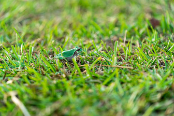 緑の芝生の中の緑の蛙