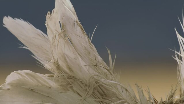 Snow Geese Feather