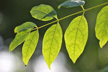 green leaves of a tree